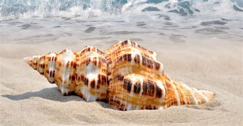 Image result for Dream Conch Shell Pattern