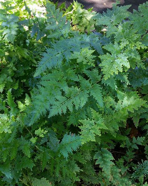 Selaginella willdenowii - Willdenow's Spikemoss, Peacock Fern ...