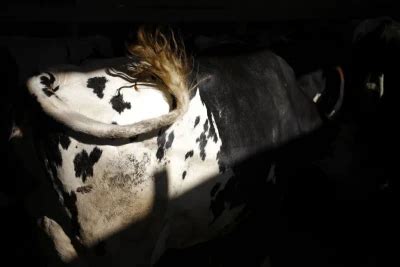 Heat Detection in Cattle: Improving Reproductive Management ...