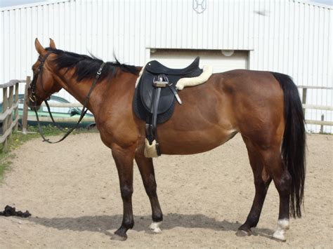 Holsteiner Zuchtstute zu verkaufen in Meldorf | Tiere | Kleinanzeigen