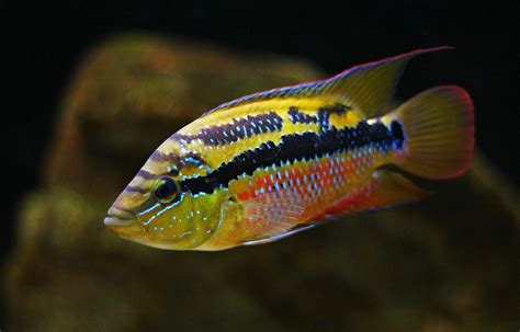Salvini Cichlid