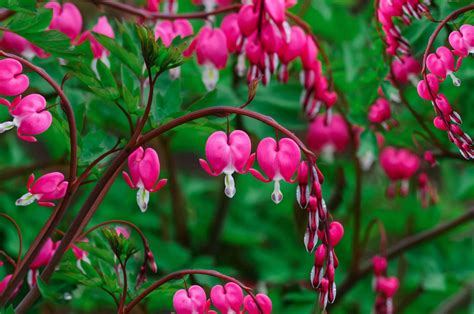 Red Bleeding Hearts