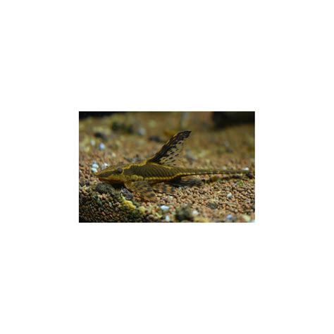 Royal Whiptail / Sturisoma panamense 3inch (Pair) – Best4Pets