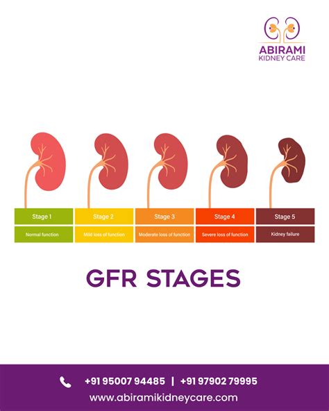 Understanding Glomerular Filtration Rate (GFR), Key Indicator of Kidney ...
