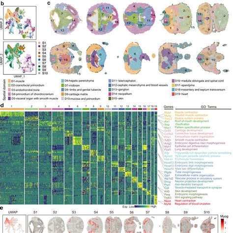 Spatial Transcriptome Mouse Embryo Development 的图像结果
