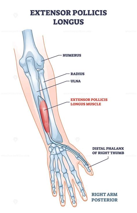 Extensor Pollicis Longus 的图像结果