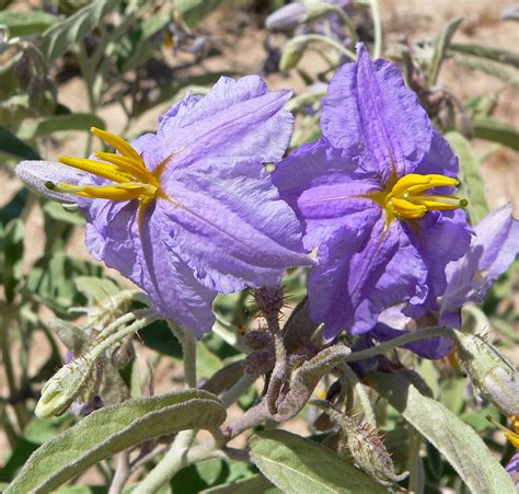 Solanum elaeagnifolium - Définition et Explications
