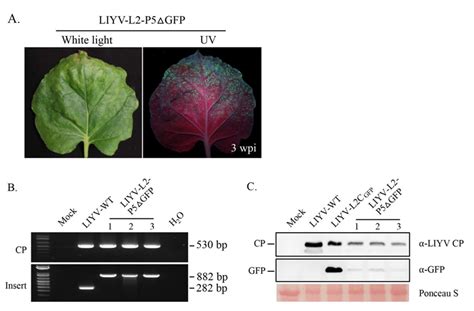 Efficient Protein Expression and Virus-Induced Gene Silencing in Plants ...
