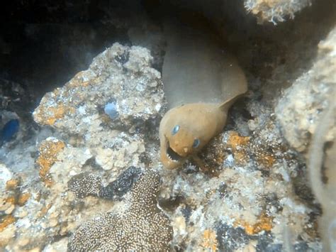 Buceando Mahahual - 2021 What to Know Before You Go (with Photos ...