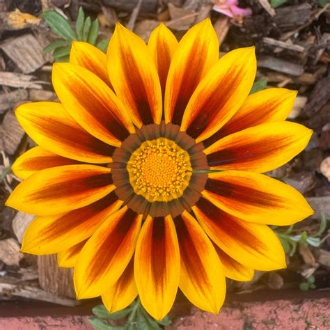 Wolves Howling Dead 的图像结果