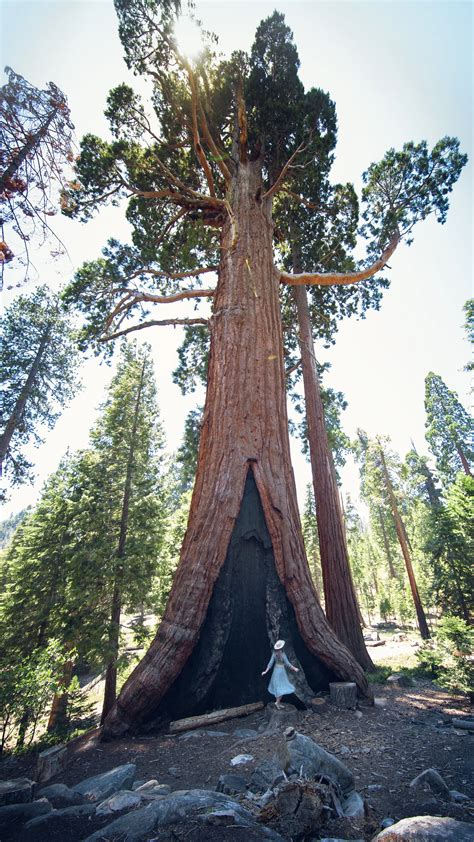 100 giants trail sequoia best sale