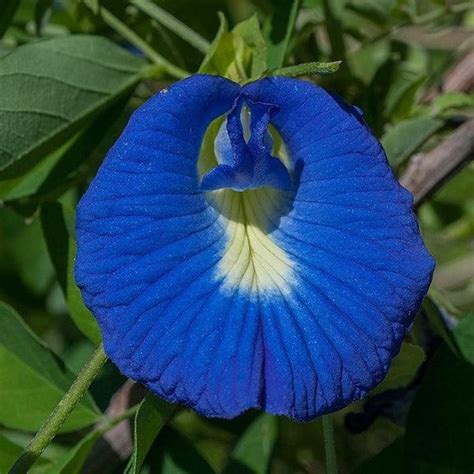 Kadiyam Nursery Plants | Your Source for Medicinal Plants — Mahindra ...