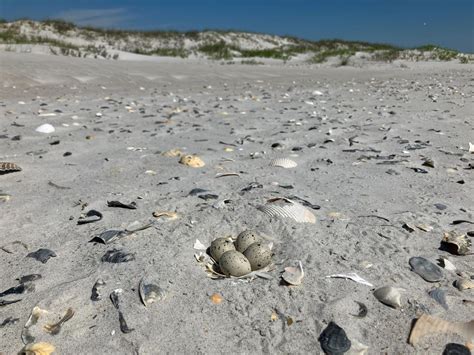 Boom Times for Baby Birds on the NC Coast | Audubon North Carolina