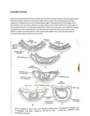 Gram staining technique - positive and negative bacteria-1 - GRAM ...
