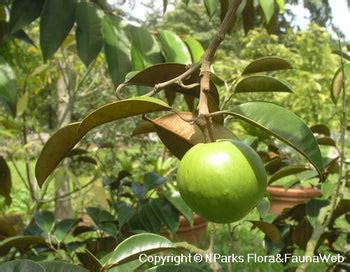 Star Apple Tree: Unlocking the Secrets to Growing and Enjoying This Tr ...