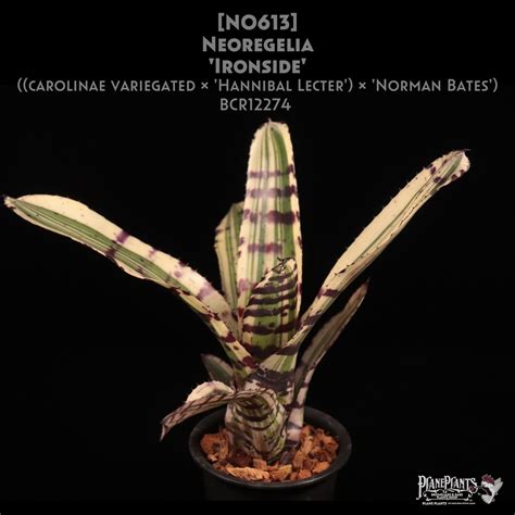 【送料無料】Neoregelia 'Ironside'〔ネオレゲリア〕現品発送N0613 | plane plants