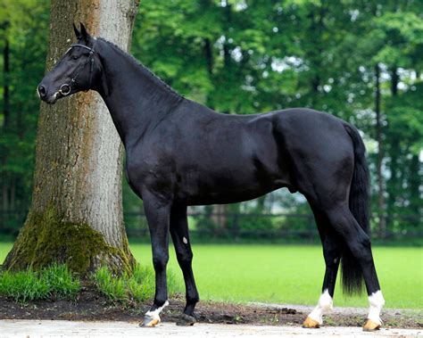 Fairytale | Hilltop Farm, Inc. | Warmblood horses, Dutch warmblood ...
