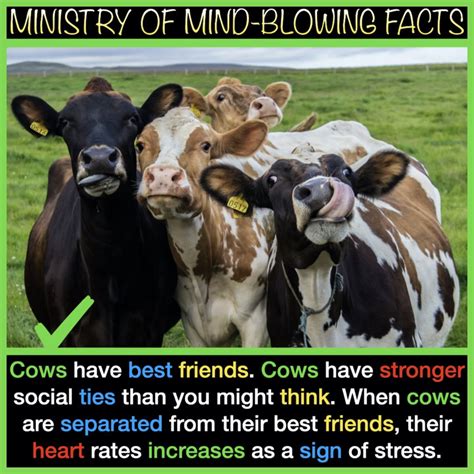 Fascinating Facts About Cows