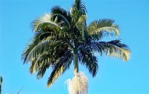 Wallpaper Brazil, Ubatuba, Jussara Palm (Euterpe edulis) for mobile and ...