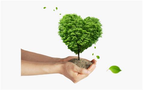 Image result for Tree-Planting Project Background Images