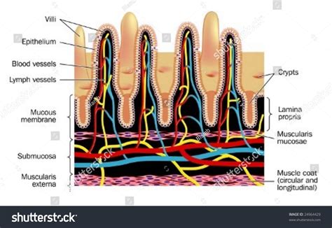 Small Intestinal Villi Labeled Stock Vector 24964429 - Shutterstock