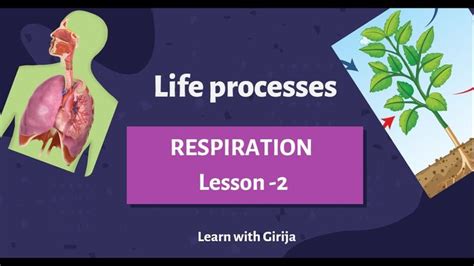 Free Science Lessons Respiration 的图像结果