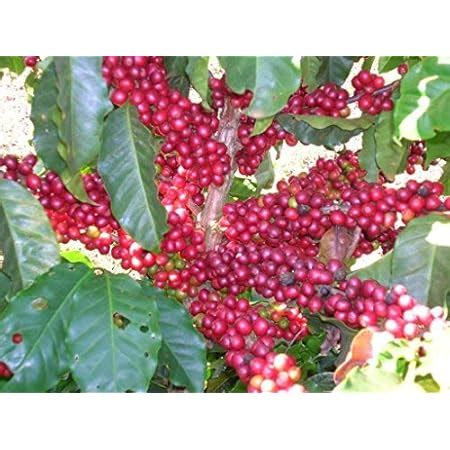 Creative Farmer Live Plant Coffee Rare Tropical Chandragiri Fruit ...