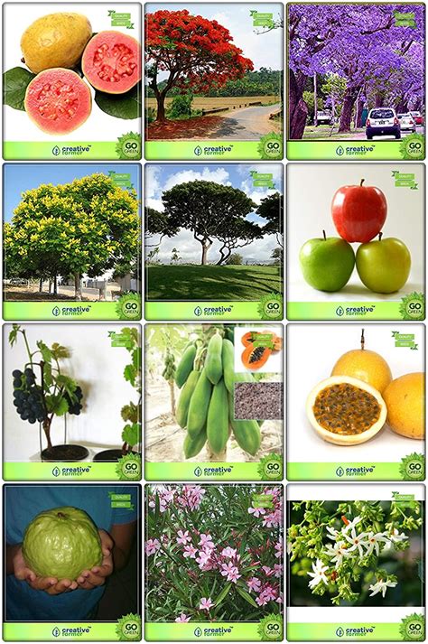 Creative Farmer Air Purifying Combo Tree Seeds : Jacaranda, Delonix ...