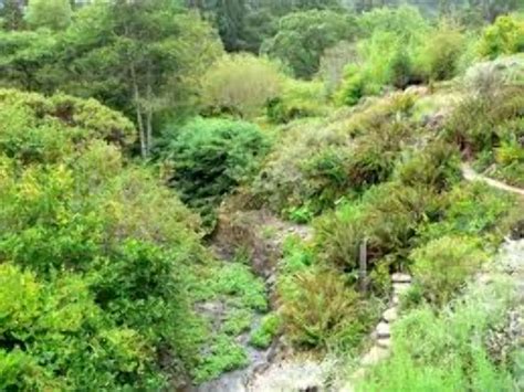 Regional Parks Botanic Garden, berkeley, United States Of America - Top ...