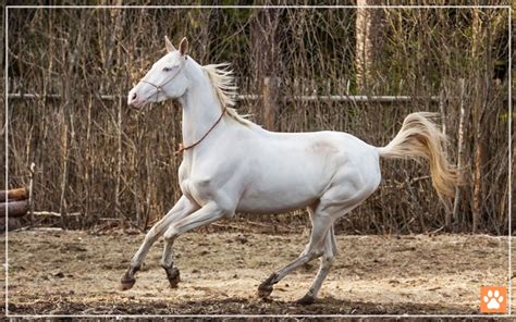 Do Horses Have Udders? Surprising Facts - VIVO Pets