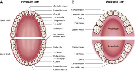Dental Anatomy and Nomenclature for the Radiologist - Radiologic Clinics