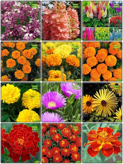Creative Farmer Gardening Seed Combo Flower Seeds : Larkspur, Lupin ...