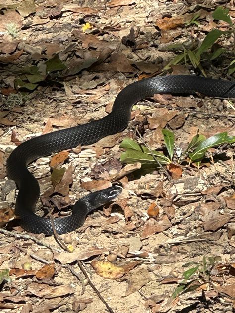 Black rat snake? [central north carolina] : r/whatsthissnake