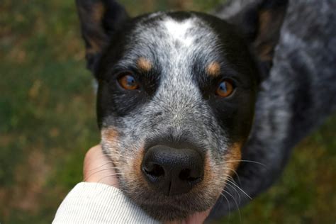 Exploring Blue Heeler Colors, Temperament, and Unique Traits