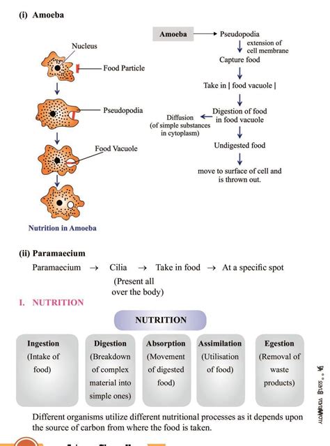 Life Processes Class 10 SuccessCDs 的图像结果