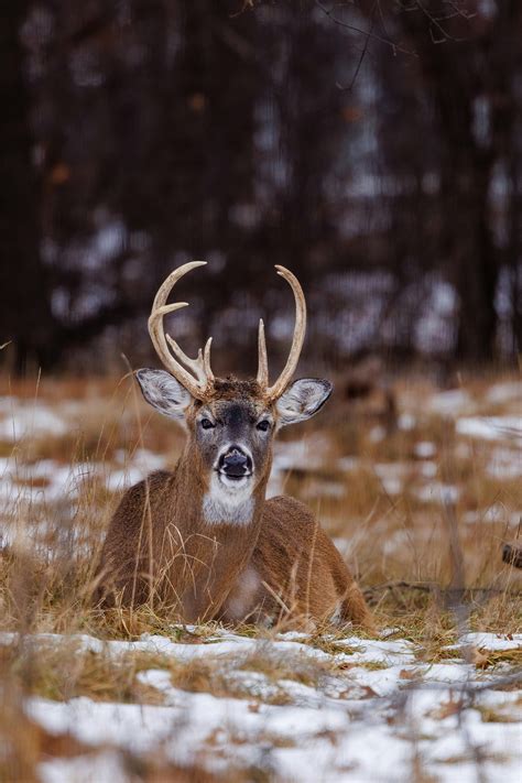 Whitetail Deer Wallpaper Hd