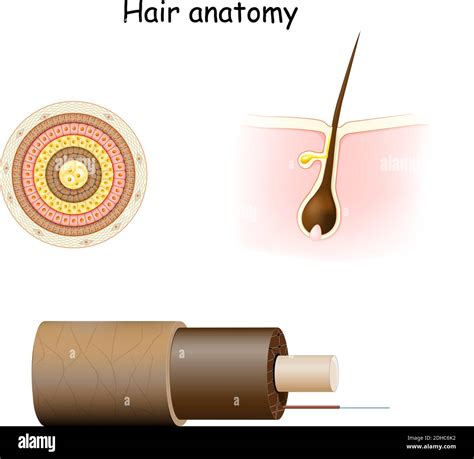 Hair anatomy. Cross section, and Cell Structure of the Hair shaft. Part ...
