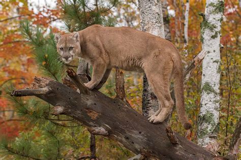 Mountain Lions in Oklahoma: Key Facts - A-Z Animals