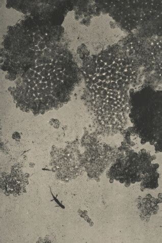 Susan Derges | Meer