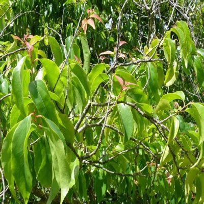 AMPRS - Aromatic and Medicinal Plants Research Station