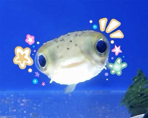 Image result for Rust Fish PFP