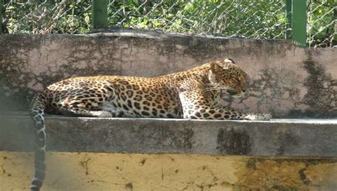7 Amazing Zoos In Maharashtra For Your Next Vacation In 2025