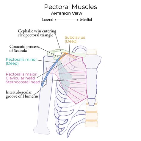 Pectoralis Major Muscle Diagram