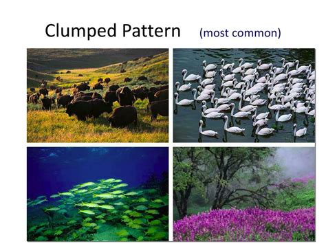 Image result for Types of Distribution Patterns