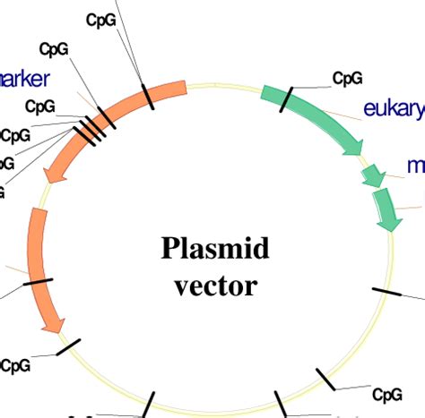 Plasmid Vector 的图像结果