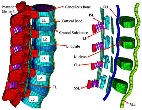 Biomechanical Evaluation of the Lumbar Spine by Using a New ...