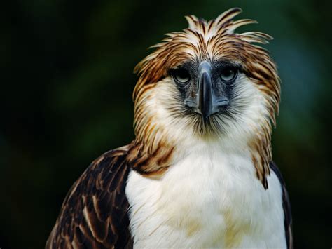 Stunning Philippine Eagle HD Wallpaper