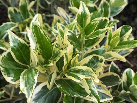 Image result for Example Work Programme in A4