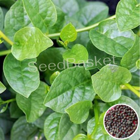 Buy Bachali Kura(Malabar Spinach) Seeds online in india