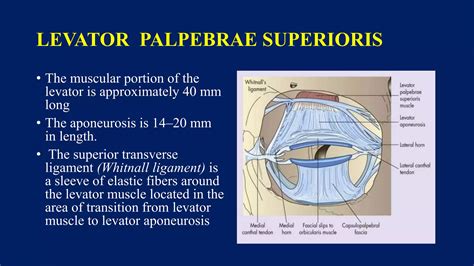Anatomy of eyelid and eyelid reconstruction | PPTX